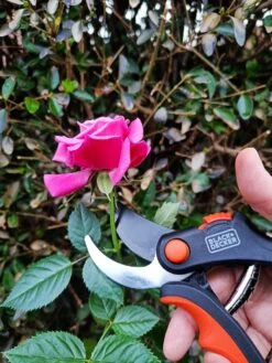 Black & Decker Sécateur Black+Decker - Bypass - Ciseaux à Fleurs - Lames En Acier Trempé - Zwart/ Oranje - Epaisseur De Branche Diamètre De Coupe Max Ø 13 Mm 16 Black & Decker Sécateur Black+Decker - Bypass - Ciseaux à Fleurs - Lames En Acier Trempé - Zwart/ Oranje - Epaisseur De Branche Diamètre De Coupe Max Ø 13 Mm -Outils Pro Soldes 900x1200 1