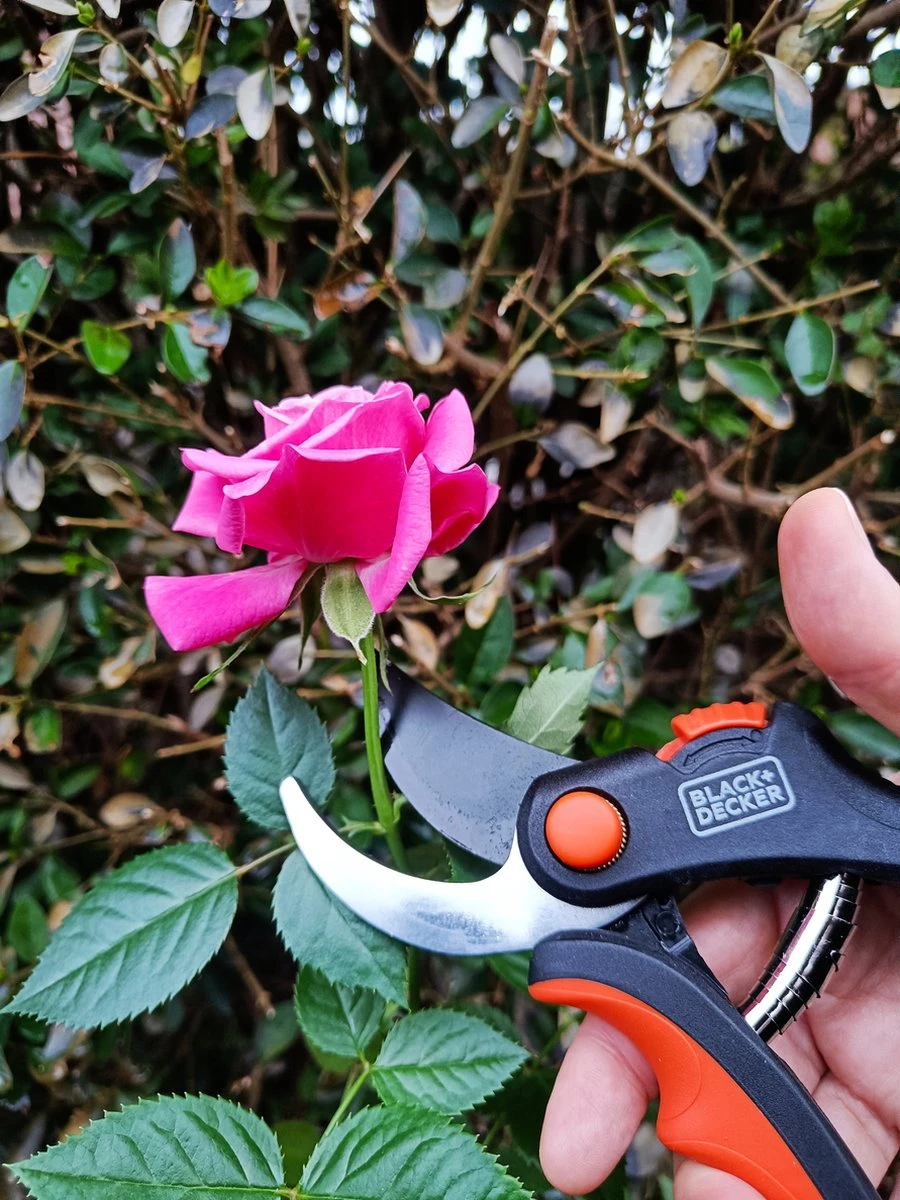 Black & Decker Sécateur Black+Decker - Bypass - Ciseaux à Fleurs - Lames En Acier Trempé - Zwart/ Oranje - Epaisseur De Branche Diamètre De Coupe Max Ø 13 Mm 8 Black & Decker Sécateur Black+Decker - Bypass - Ciseaux à Fleurs - Lames En Acier Trempé - Zwart/ Oranje - Epaisseur De Branche Diamètre De Coupe Max Ø 13 Mm - Image 6